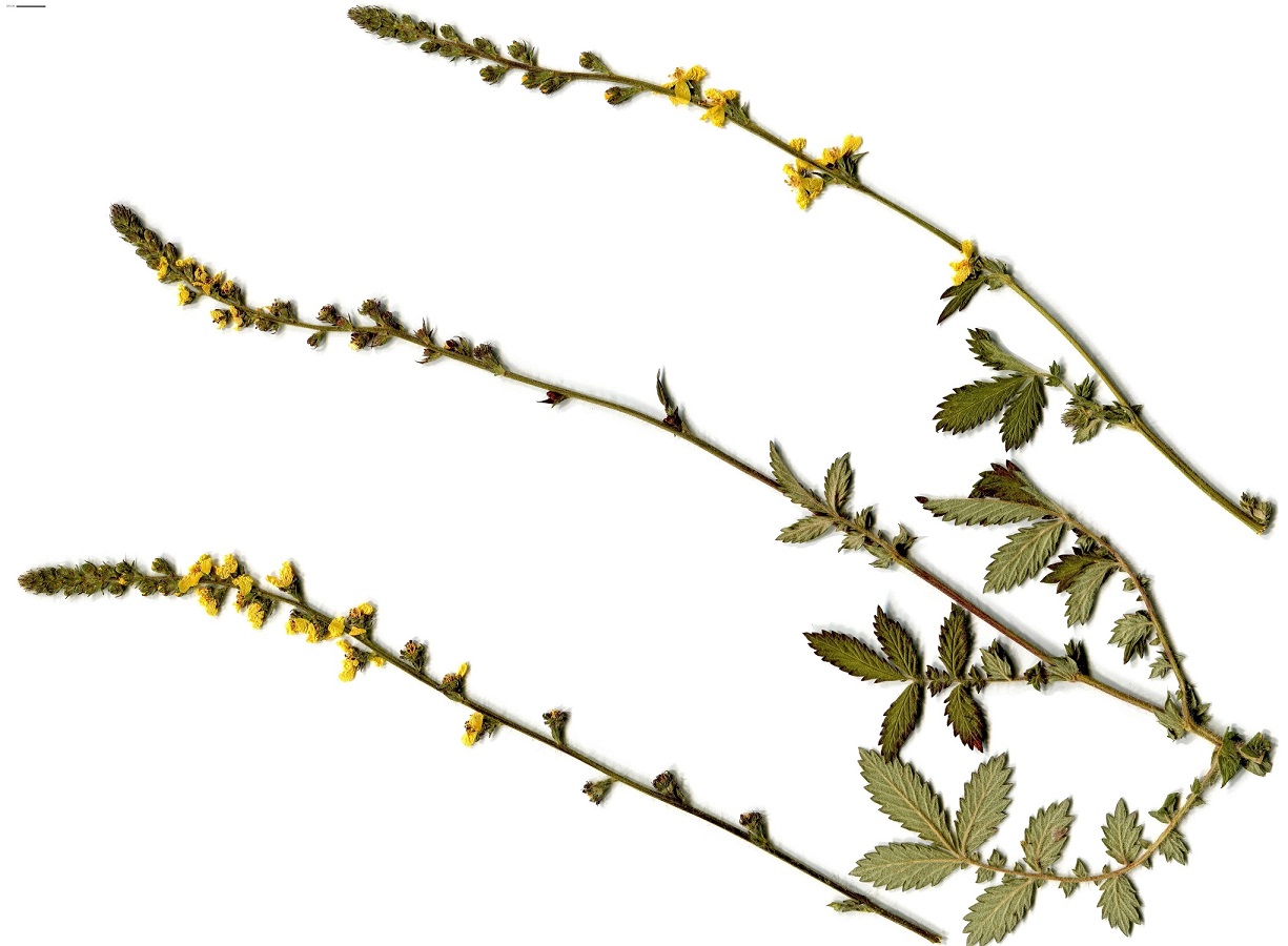 Agrimonia eupatoria subsp. eupatoria (Rosaceae)